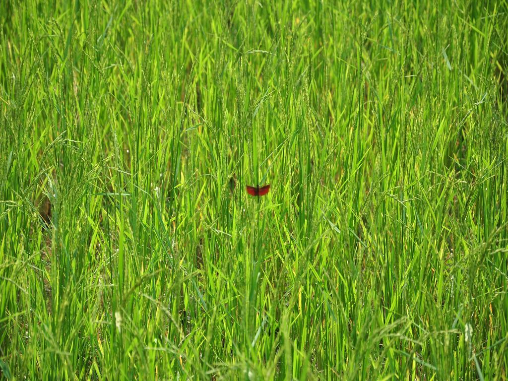 Viengtara Vangvieng Resort Vang Vieng Luaran gambar
